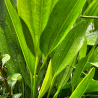 Echinodorus osiris