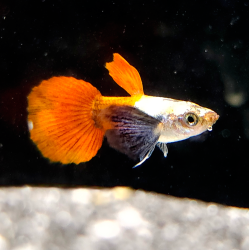 Poecilia reticulata mâle (Guppy) Big Ears Sunset Blaze 2.5cm
