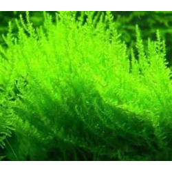 In-Vitro - Creeping moss