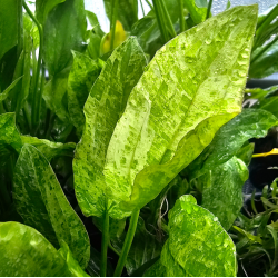 Echinodorus 'Marble Queen'