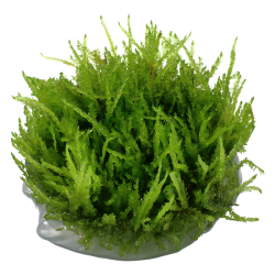 Vesicularia ferriei 'Weeping Moss' - Mousse