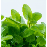 In Vitro - Lobelia cardinalis 'Mini'