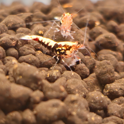 Caridina cf. cantonensis Pinto Red