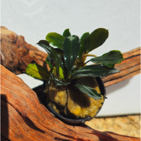Bucephalandra sp. Lagoon – Plante épiphyte aquarium.