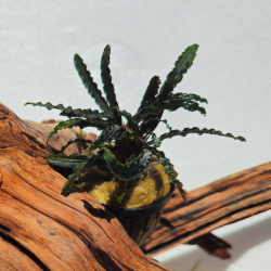 Bucephalandra Alamanda VI Blue – Plante épiphyte aquarium.