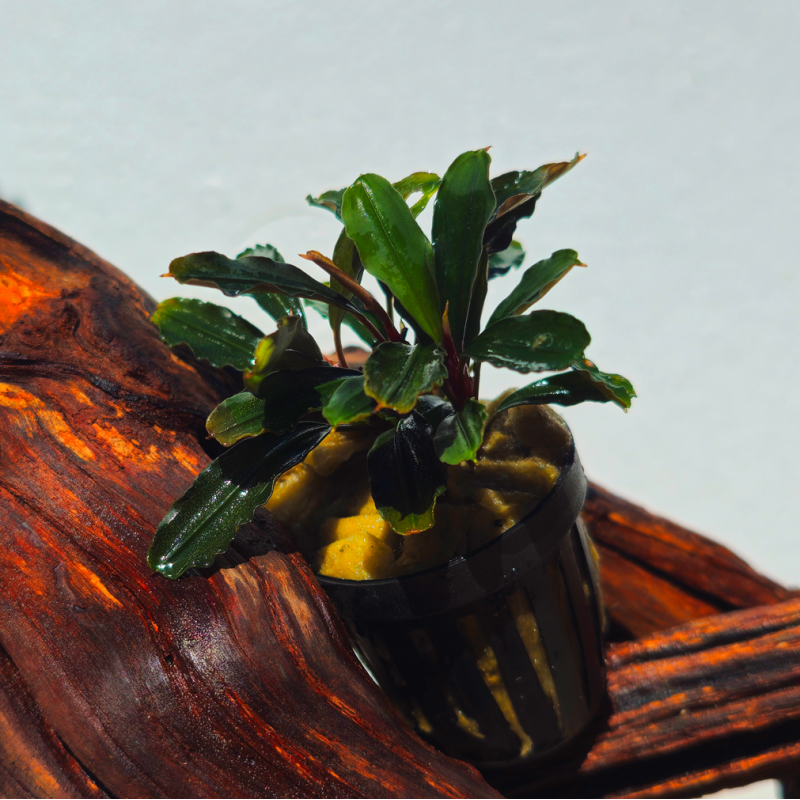 Bucephalandra sp. Io Green – Plante épiphyte aquarium.