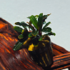 Bucephalandra sp. Io Green – Plante épiphyte aquarium.