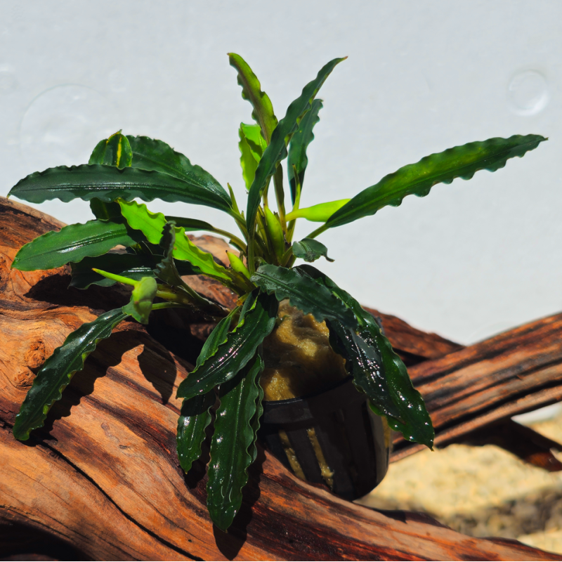 Bucephalandra Antyovani – Plante épiphyte aquarium au feuillage unique