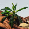 Bucephalandra Antyovani – Plante épiphyte aquarium au feuillage unique