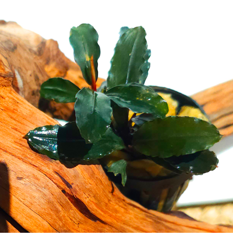 Bucephalandra Brown Ghost – Plante épiphyte aquarium.