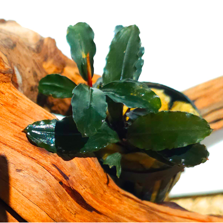 Bucephalandra Brown Ghost – Plante épiphyte aquarium.