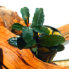 Bucephalandra Brown Ghost – Plante épiphyte aquarium.