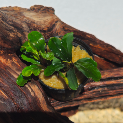 Bucephalandra Melawi Fine Edge – Plante épiphyte aquarium.