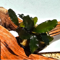 Bucephalandra sp. Ialina – Plante épiphyte aquarium, feuillage délicat