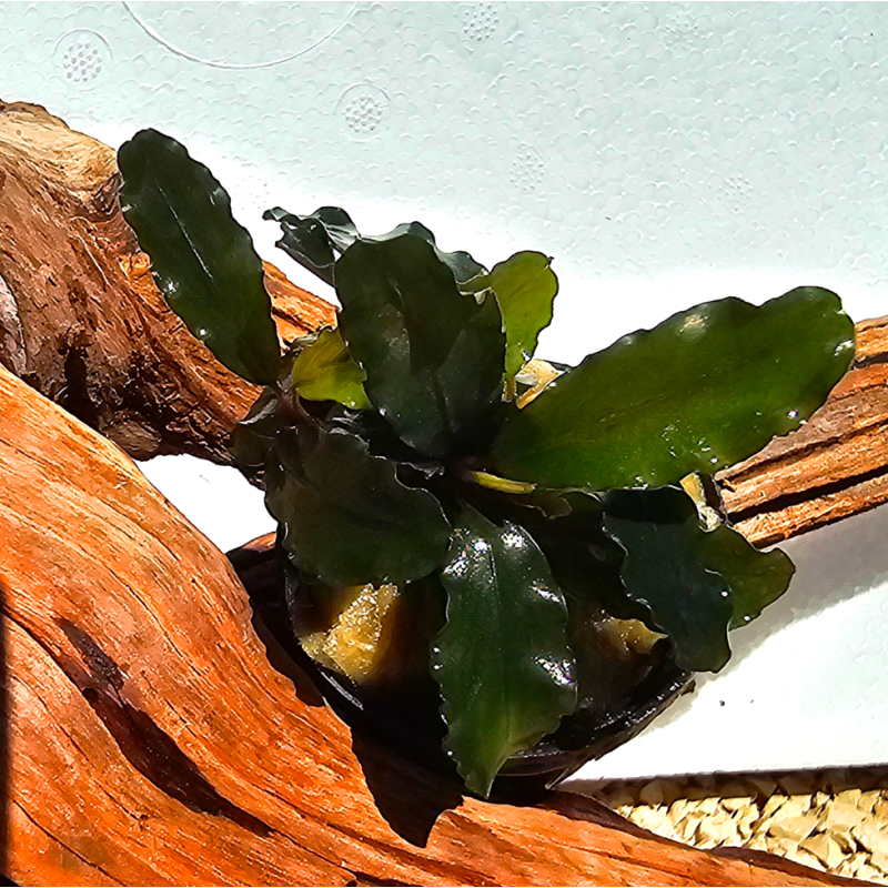 Bucephalandra sp. Ialina – Plante épiphyte aquarium, feuillage délicat