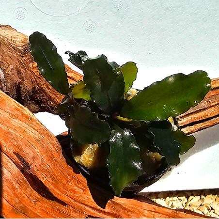 Bucephalandra sp. Ialina – Plante épiphyte aquarium, feuillage délicat