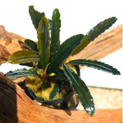 Alamanda V3 Dark – Plante épiphyte aquarium, feuillage sombre