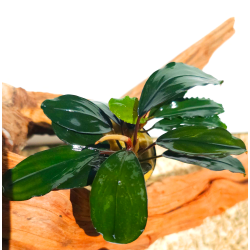 Bucephalandra Super Blue – Plante d’aquarium aux reflets bleutés intenses