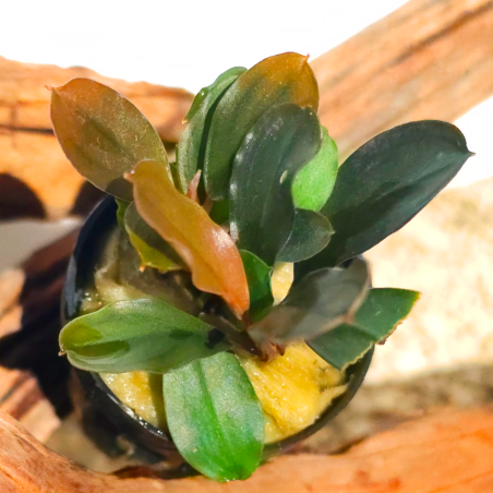 Bucephalandra Giant Catherine – Élégance tropicale pour votre aquarium