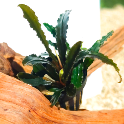 Bucephalandra Centipede – Plante épiphyte rare et décorative