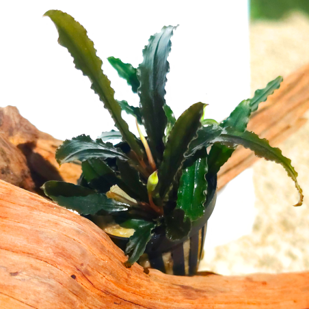 Bucephalandra Centipede – Plante épiphyte rare et décorative