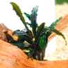 Bucephalandra Centipede – Plante épiphyte rare et décorative