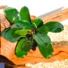 Bucephalandra Belindae – Plante épiphyte d’exception pour aquarium
