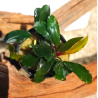 Bucephalandra Aragon – Élégance et originalité pour aquarium planté