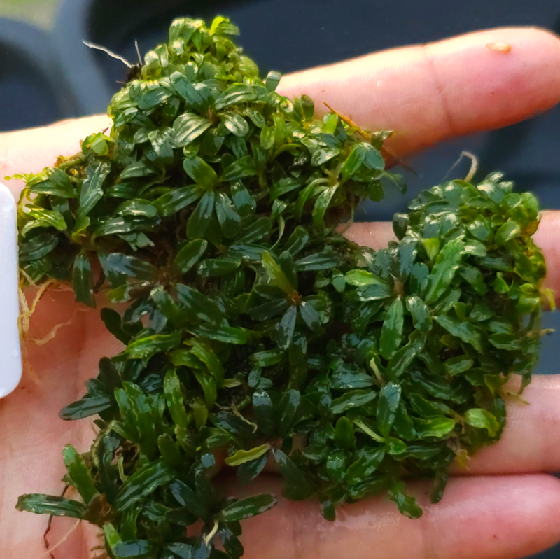 Bucephalandra Mini Catherine – Plante épiphyte compacte