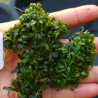 Bucephalandra Mini Catherine – Plante épiphyte compacte