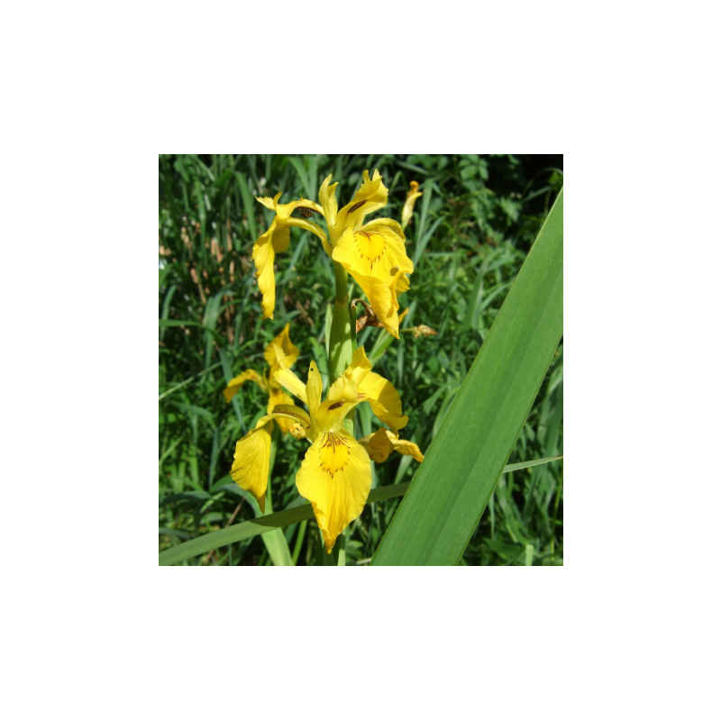 Iris pseudacorus – Iris jaune pour bassin naturel