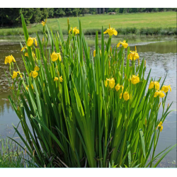 Iris pseudacorus – Iris jaune pour bassin naturel