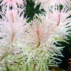 Ludwigia 'White' – Feuillage vert et blanc pour aquarium
