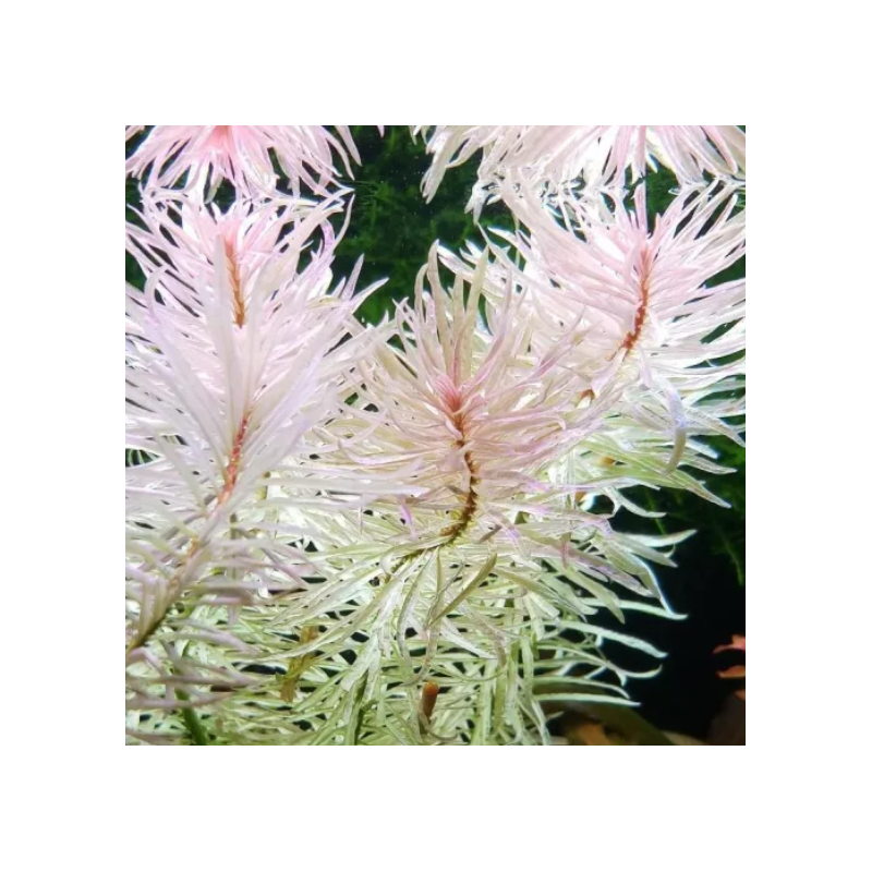 Ludwigia 'White' – Feuillage vert et blanc pour aquarium