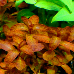 Ludwigia guinea – Feuillage doré pour aquarium
