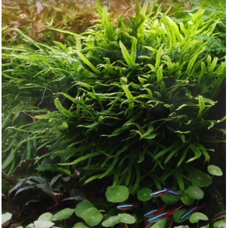 Microsorum pteropus 'Trident'