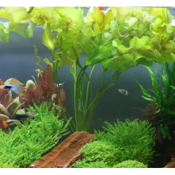 Aponogeton ulvaceus – Plante bulbeuse à grandes feuilles ondulantes