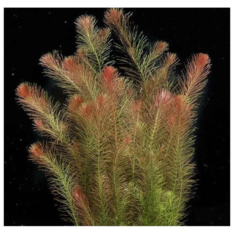 Rotala wallichii – Plante fine et rouge pour aquarium planté high-tech