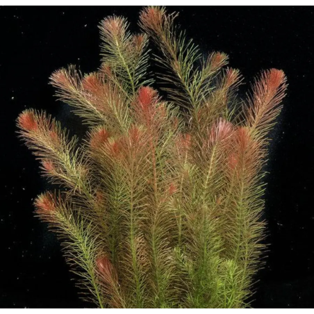 Rotala wallichii – Plante fine et rouge pour aquarium planté high-tech