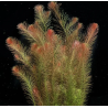 Rotala wallichii – Plante fine et rouge pour aquarium planté high-tech