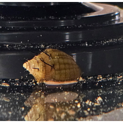 Thiara cancellata – Escargot décoratif utile et non envahissant