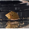 Thiara cancellata – Escargot décoratif utile et non envahissant