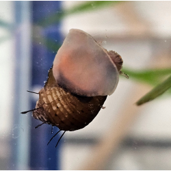 Thiara cancellata – Escargot décoratif utile et non envahissant