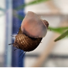 Thiara cancellata – Escargot décoratif utile et non envahissant