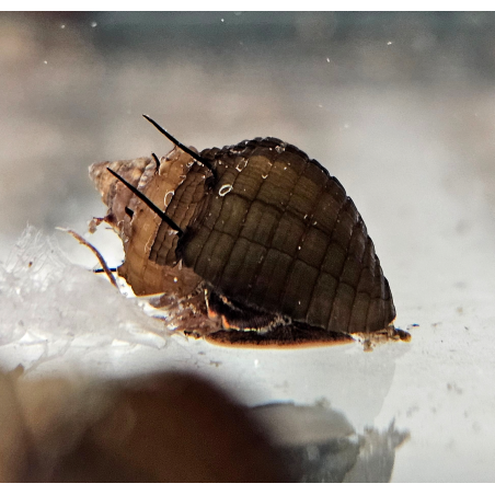 Thiara cancellata – Escargot décoratif utile et non envahissant