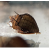 Thiara cancellata – Escargot décoratif utile et non envahissant