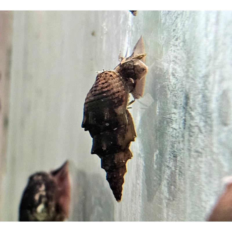 Thiara winteri – Escargot fouisseur discret et non envahissant