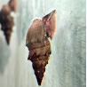 Thiara winteri – Escargot fouisseur discret et non envahissant