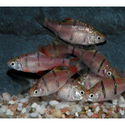 Desmopuntius pentazona – Barbus à cinq bandes paisible et coloré