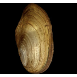 Anodonte pour bassin – Moule filtrante naturelle contre l’eau verte